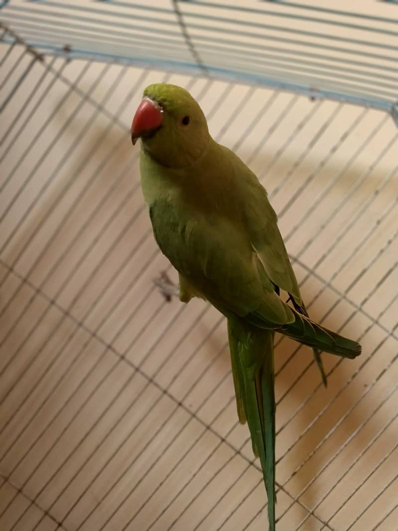 GREEN RINGNECK 1