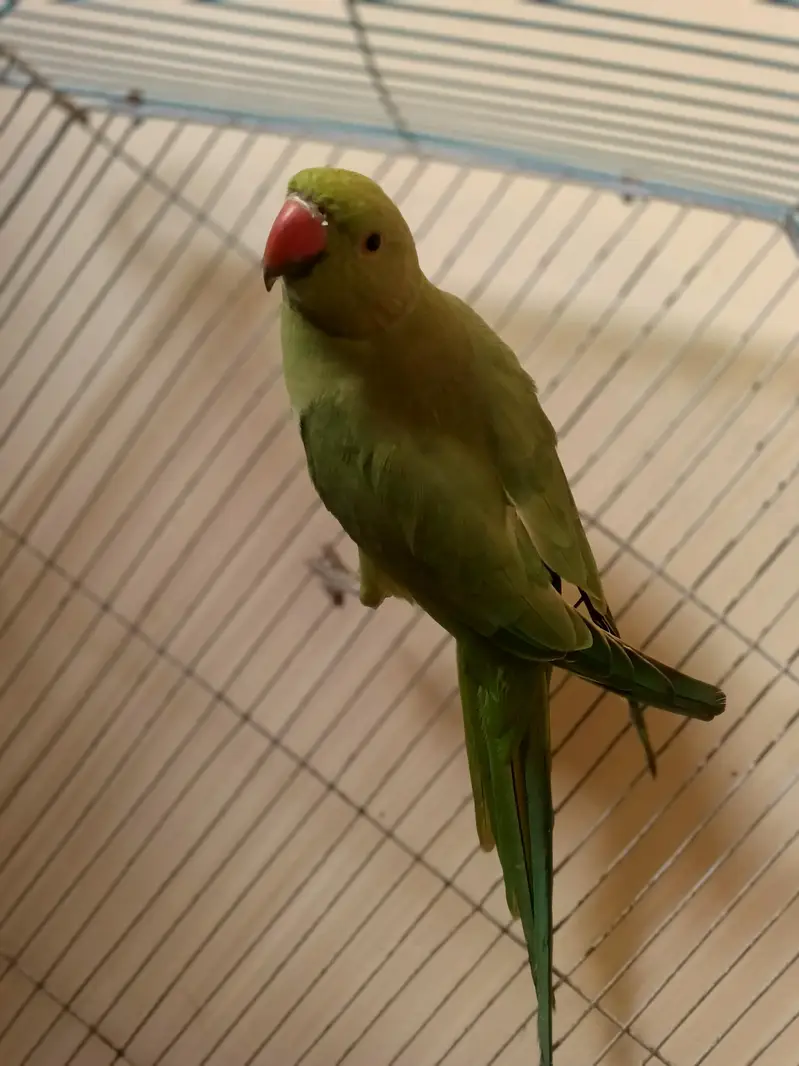 GREEN RINGNECK — photo 2