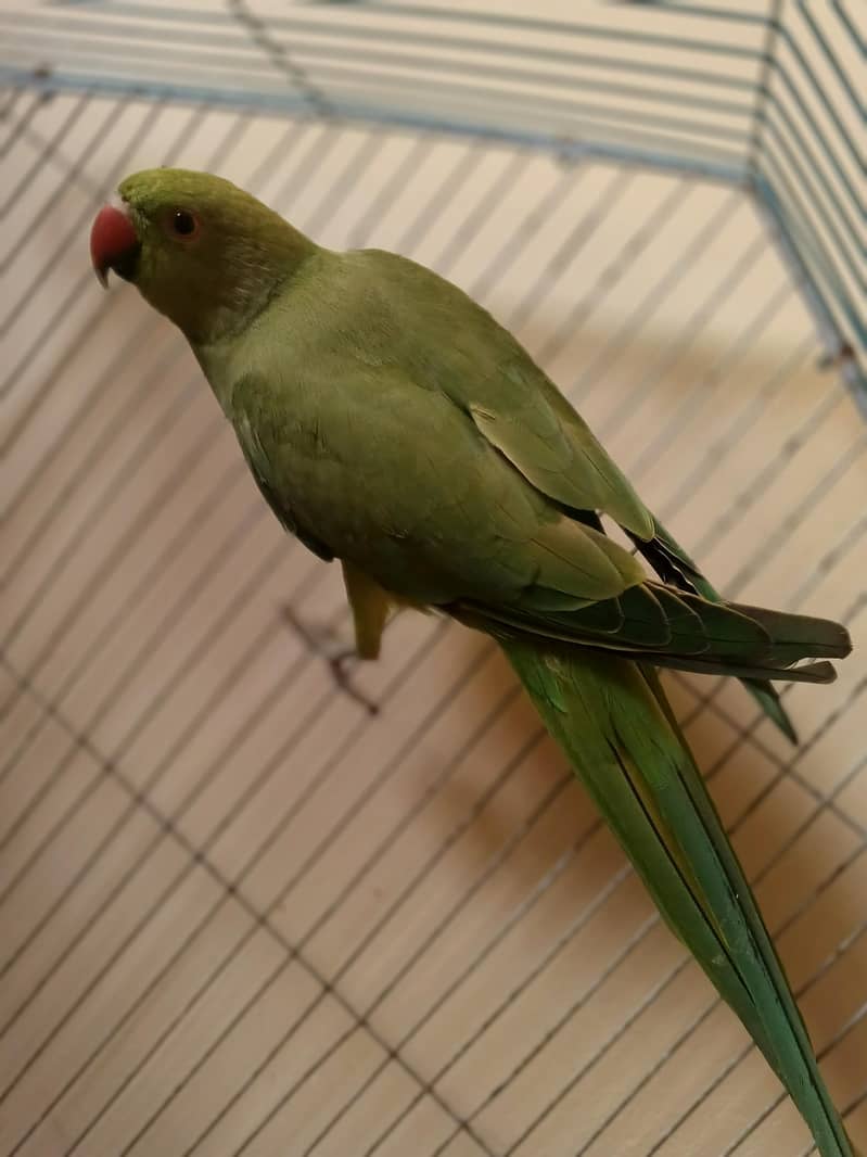 GREEN RINGNECK 2
