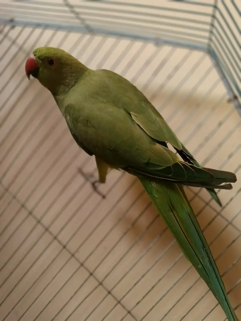 GREEN RINGNECK — photo 3