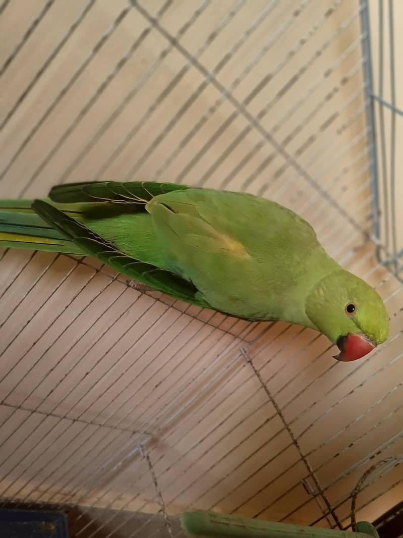 GREEN RINGNECK 3