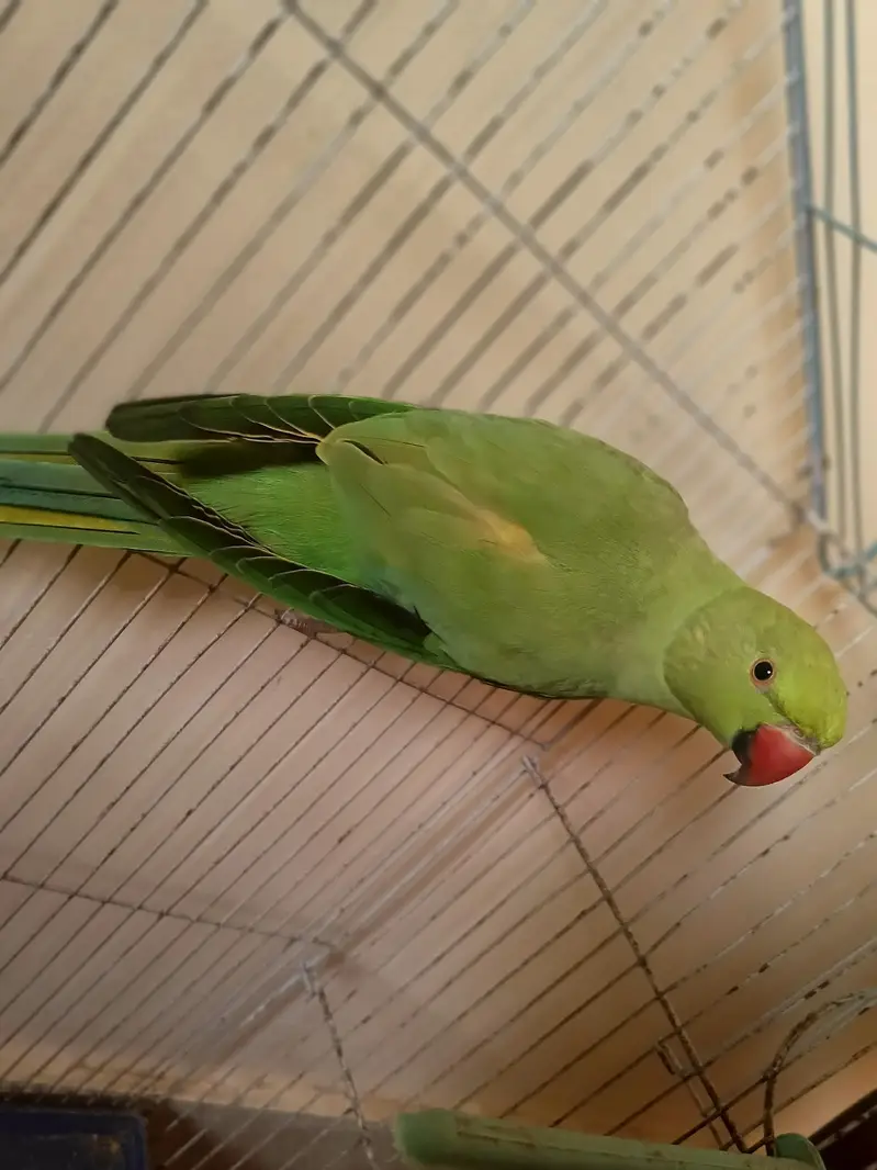 GREEN RINGNECK — photo 4