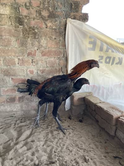 Dragon male age 11month young patha for sale