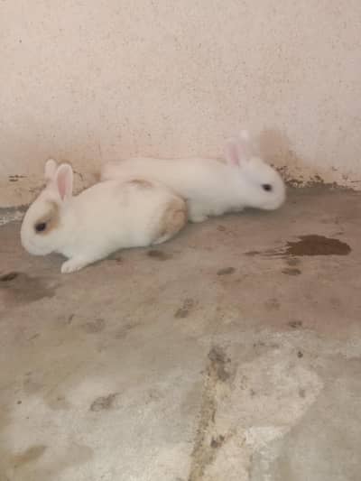 rabbit baby for sale 03224186572