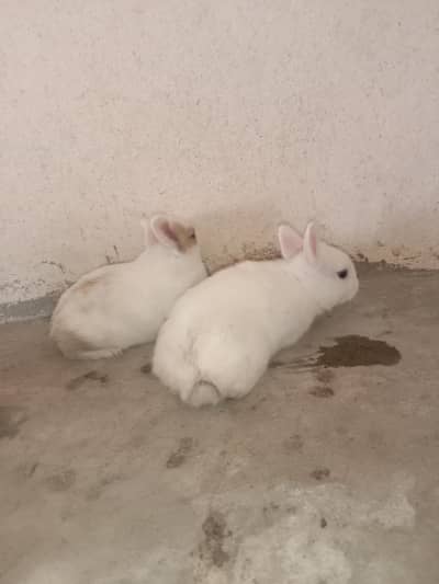rabbit baby for sale 03224186572
