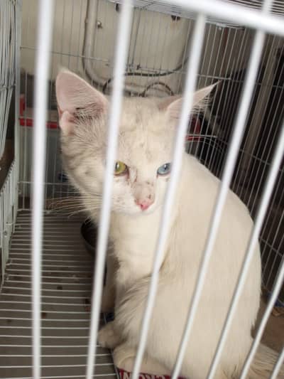 Domestic Mediumhair (mixed breed) cat