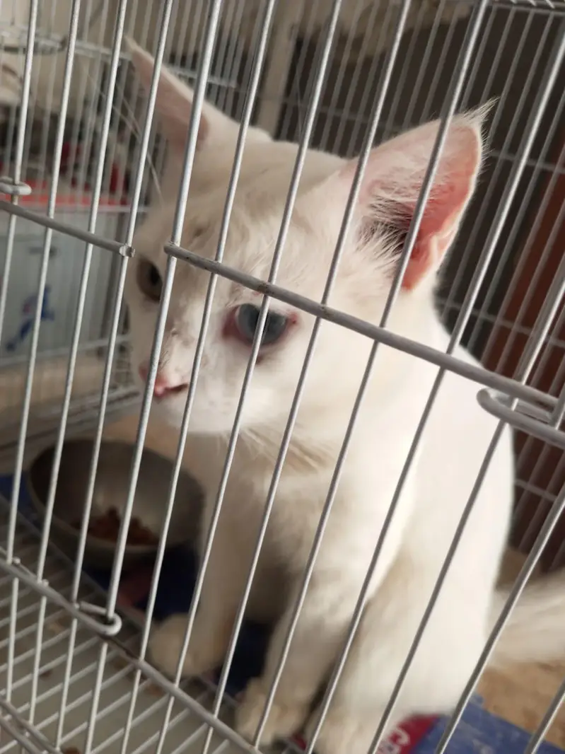 Domestic Mediumhair (mixed breed) cat — photo 2