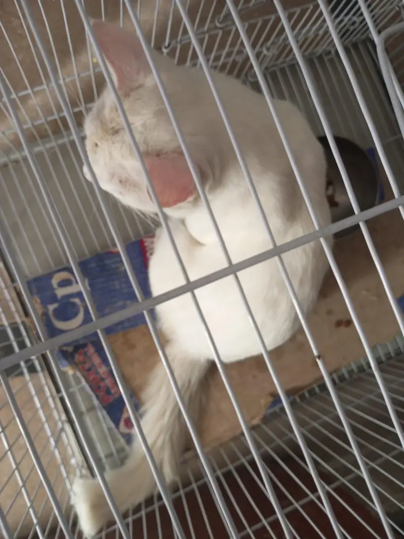 Domestic Mediumhair (mixed breed) cat — photo 3