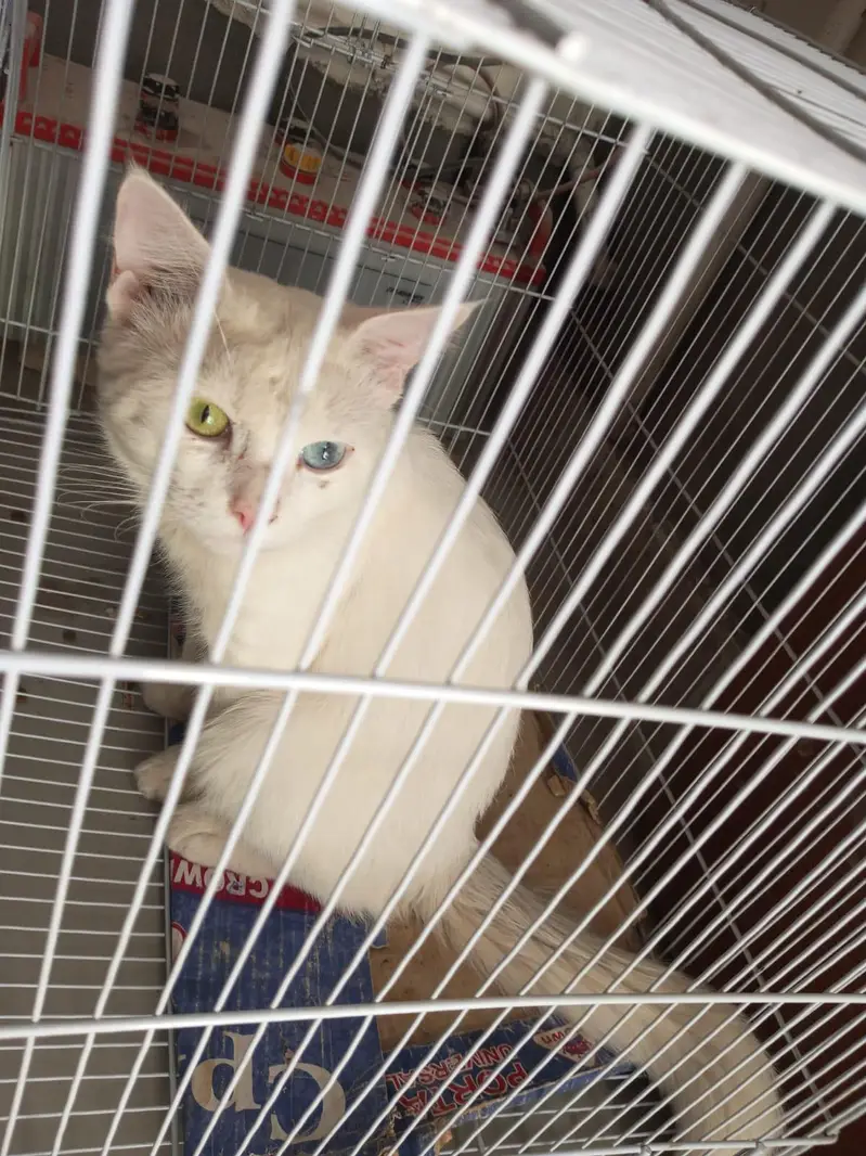 Domestic Mediumhair (mixed breed) cat — photo 4
