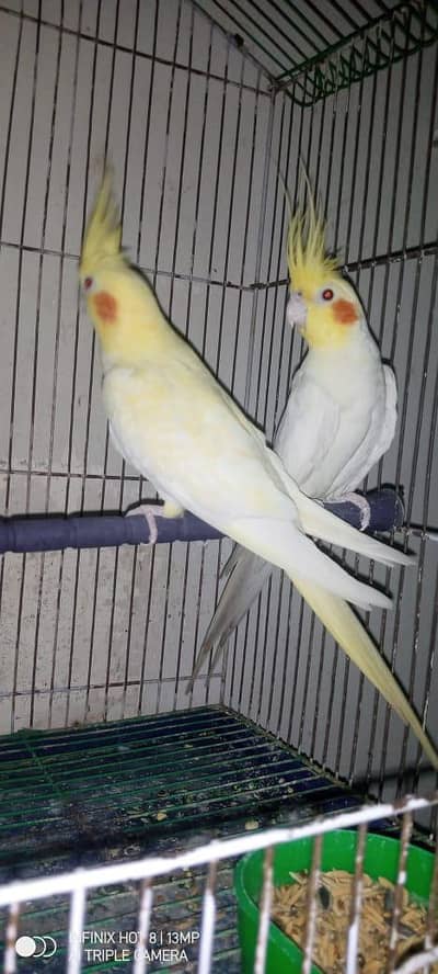 cocktail breeder pair