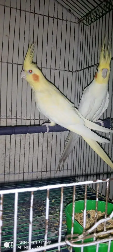 cocktail breeder pair — photo 2