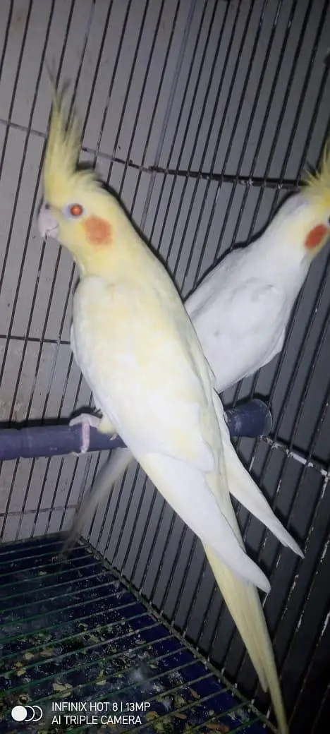 cocktail breeder pair — photo 3