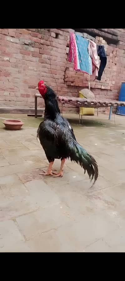 Mianwali Pure