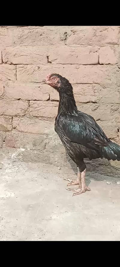 health and active breeder female