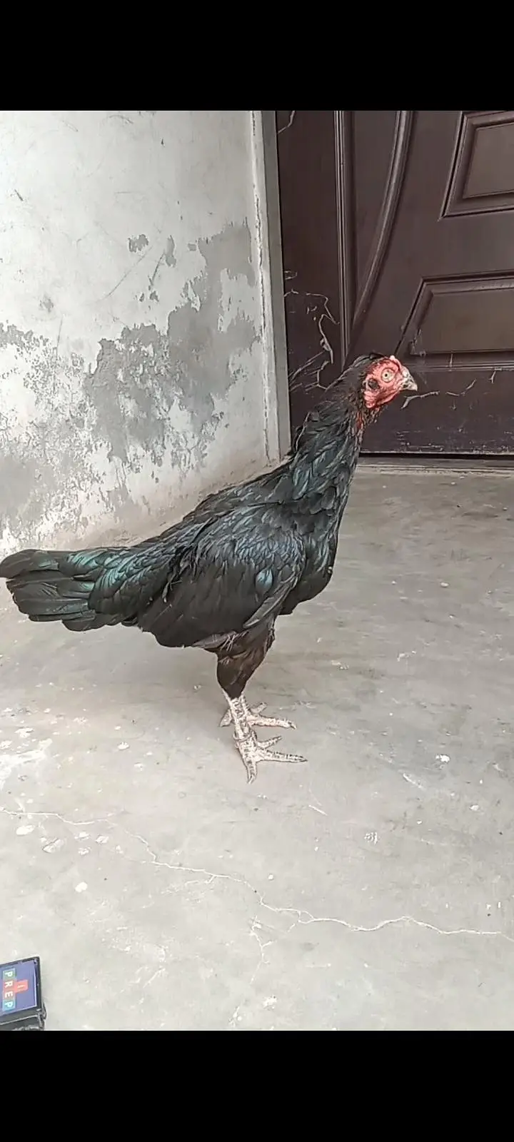 health and active breeder female — photo 4