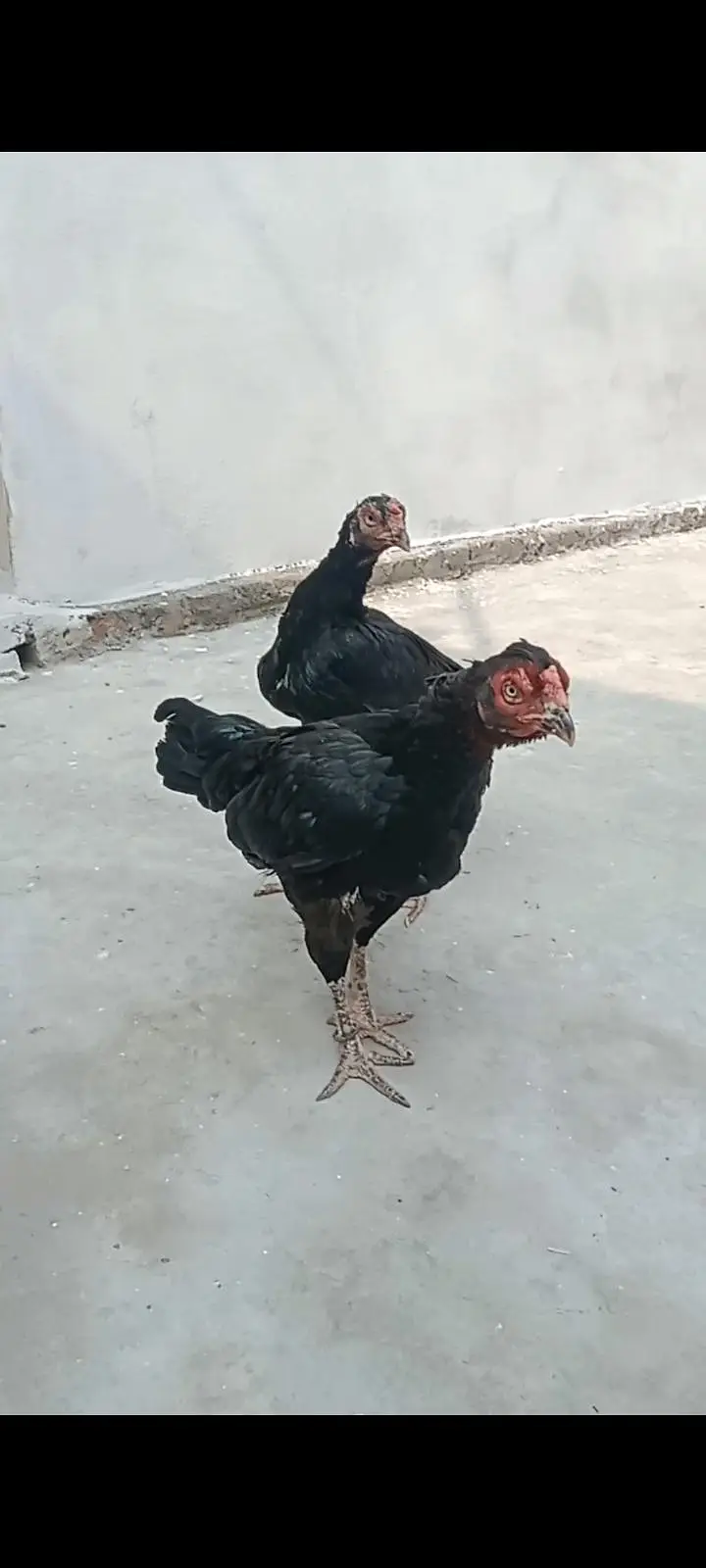 health and active breeder female — photo 7