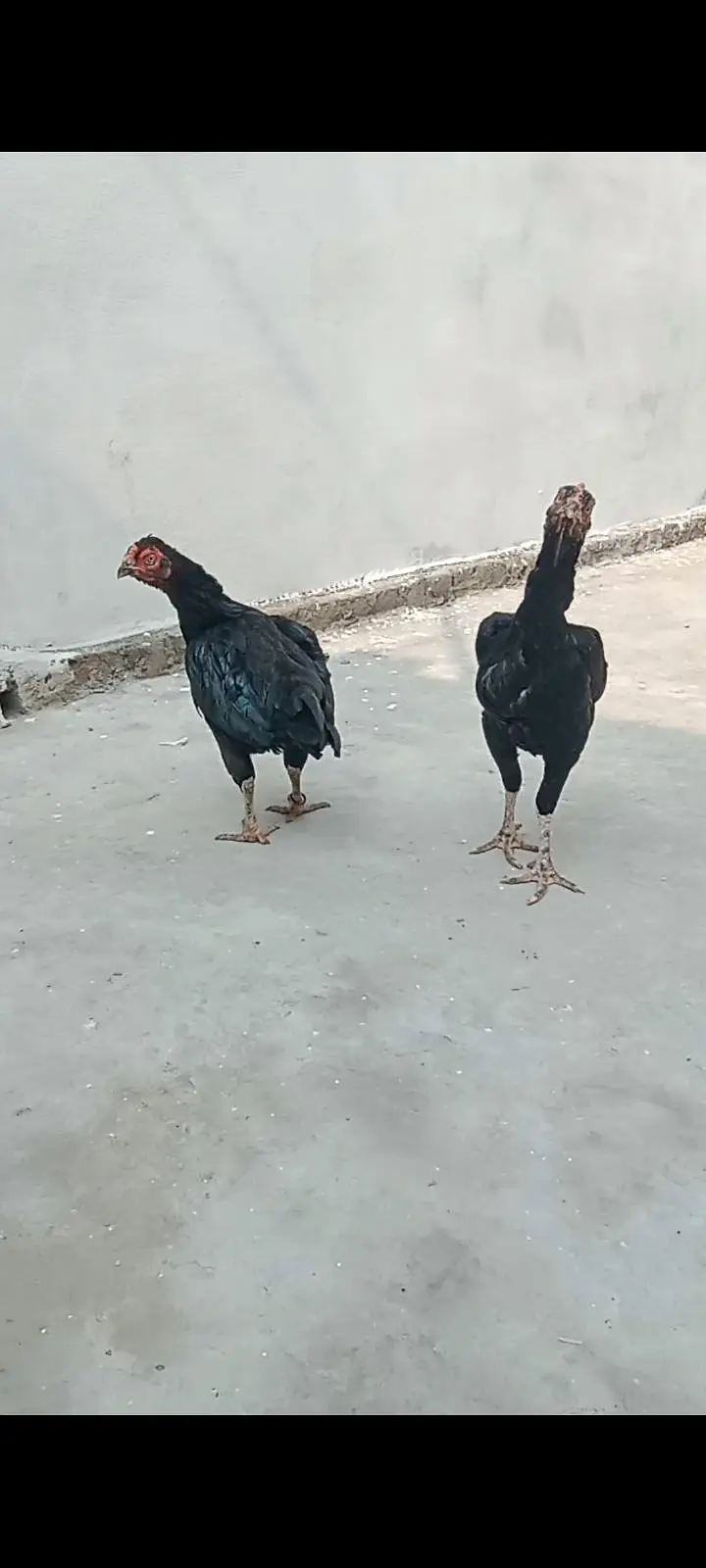 health and active breeder female — photo 8