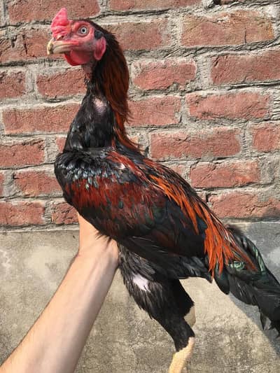 Aseel pair for sale