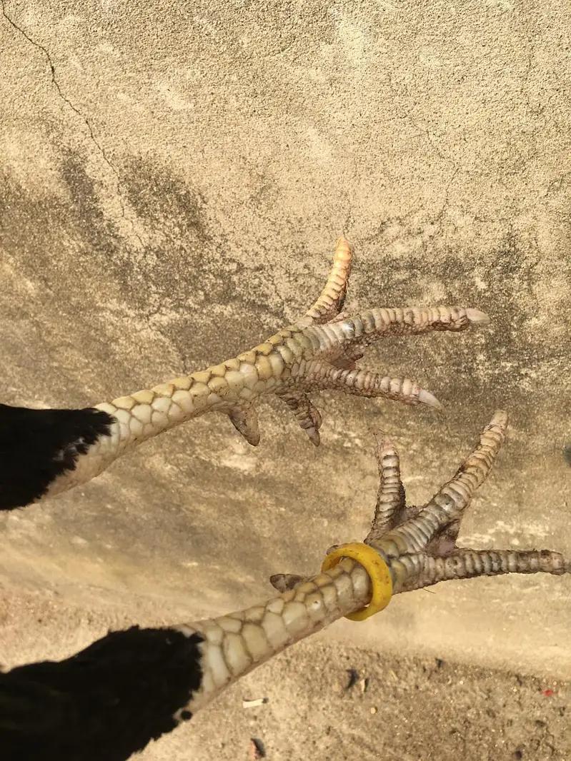 Aseel pair for sale — photo 3