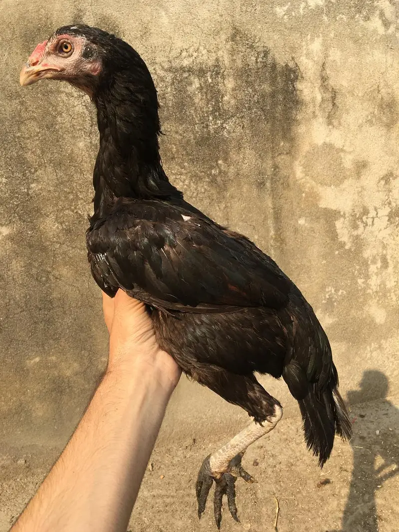 Aseel pair for sale — photo 6