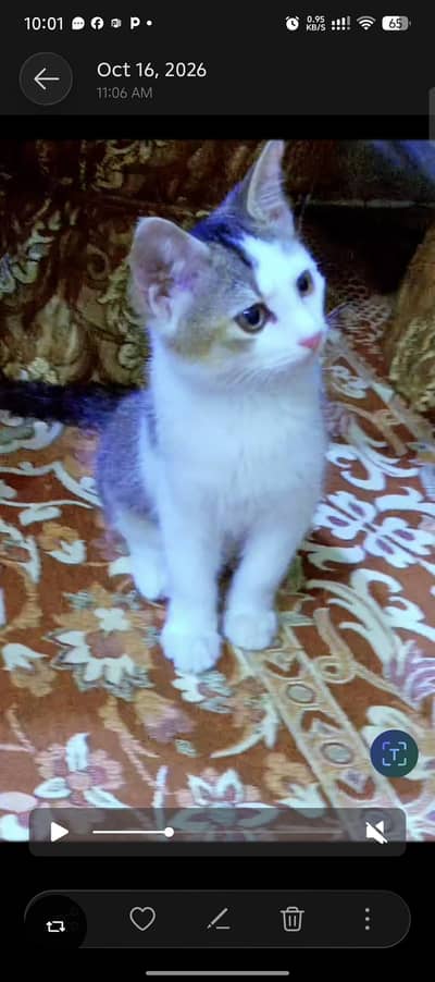 multi colour cat nd beautiful