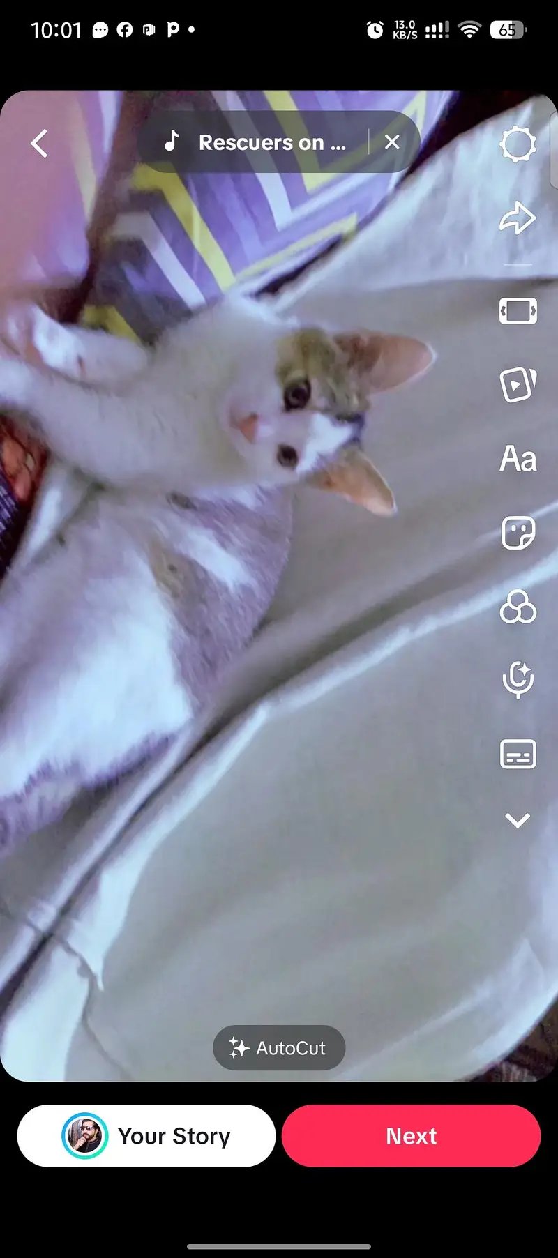 multi colour cat nd beautiful — photo 2