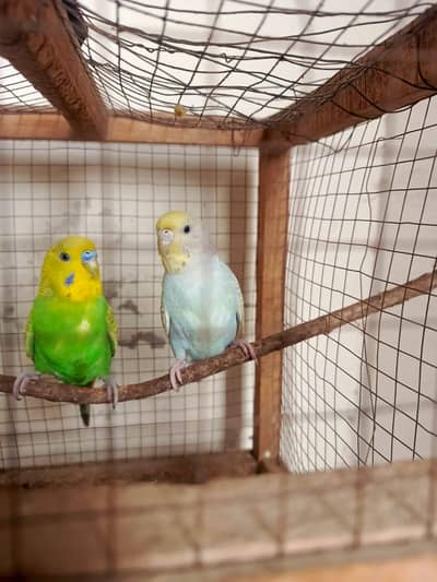 Healthy and Active breeder rainbow pair top quality
