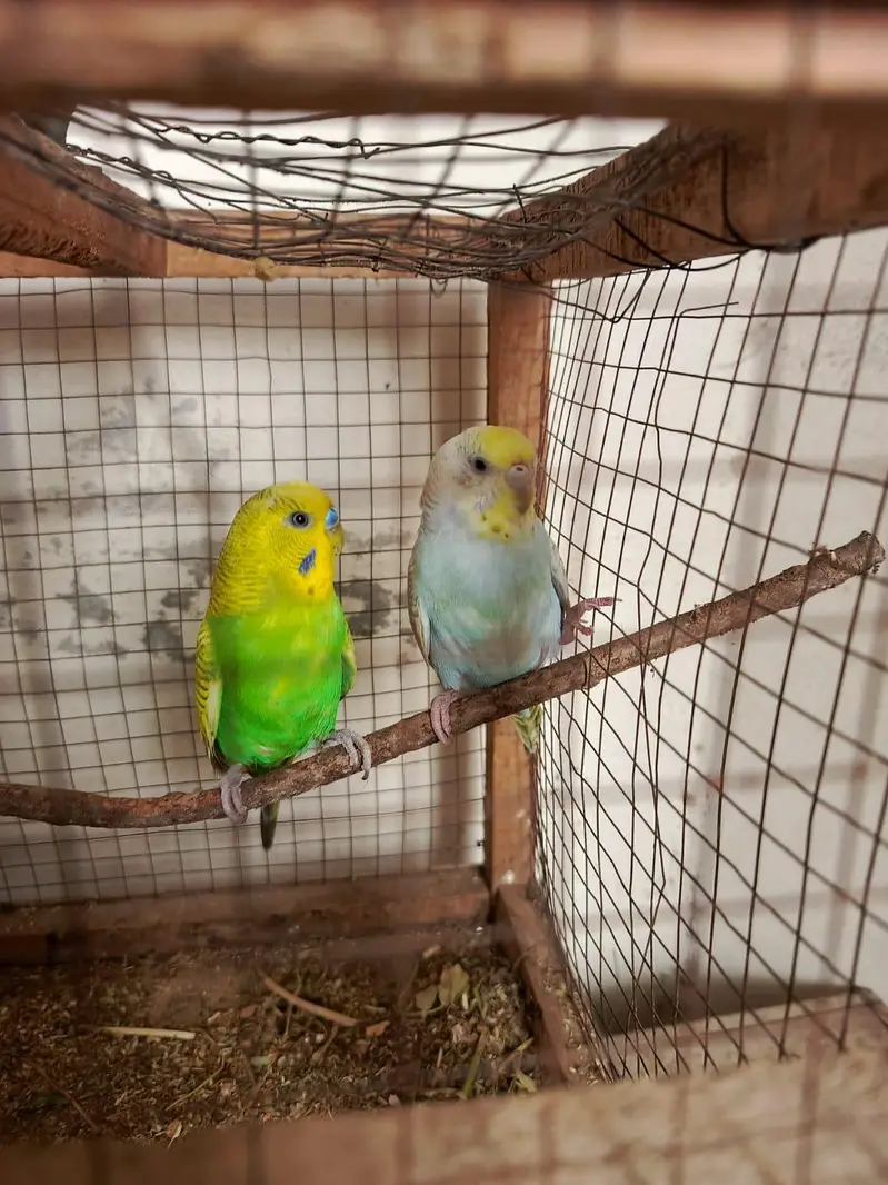 Healthy and Active breeder rainbow pair top quality — photo 2