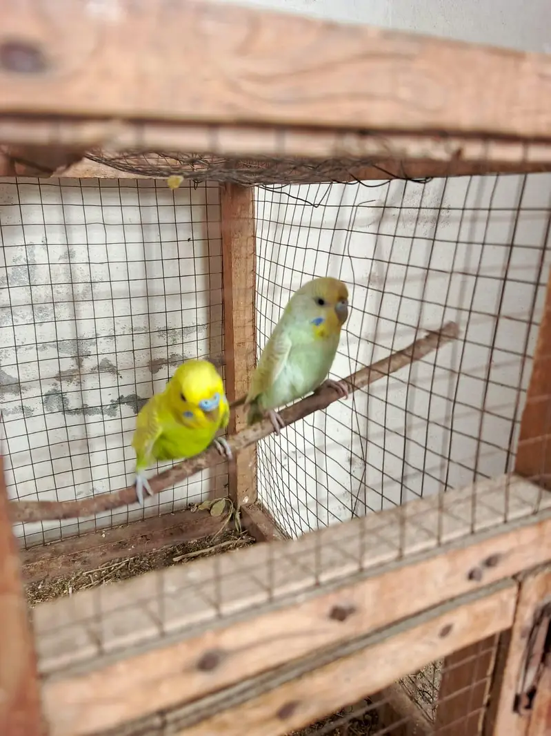 Healthy and Active breeder rainbow pair top quality — photo 3
