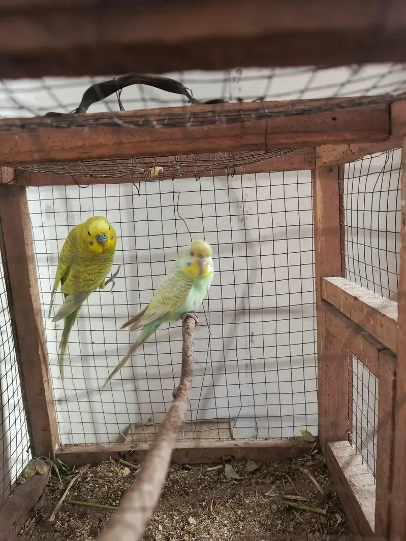 Healthy and Active breeder rainbow pair top quality — photo 4