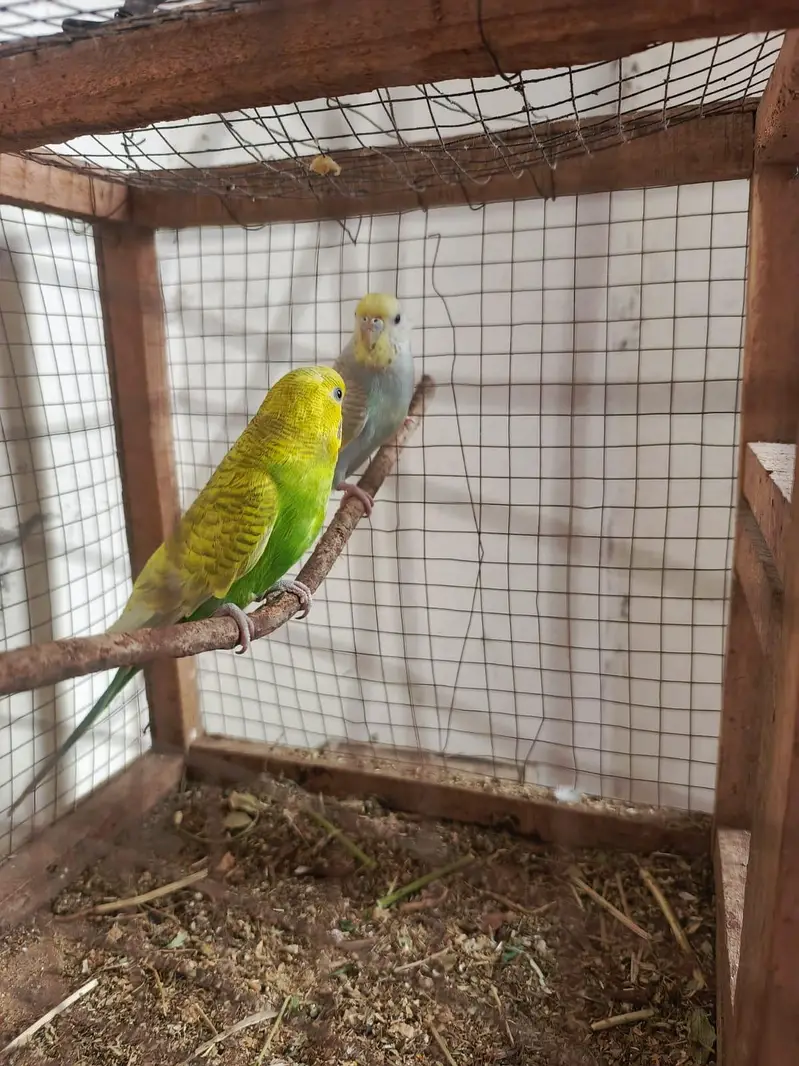 Healthy and Active breeder rainbow pair top quality — photo 6