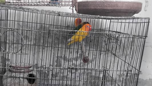 2 pairs and 1 single female
