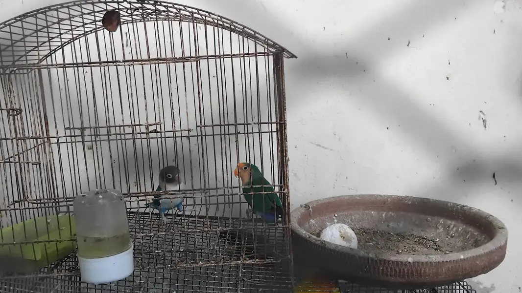 2 pairs and 1 single female — photo 2