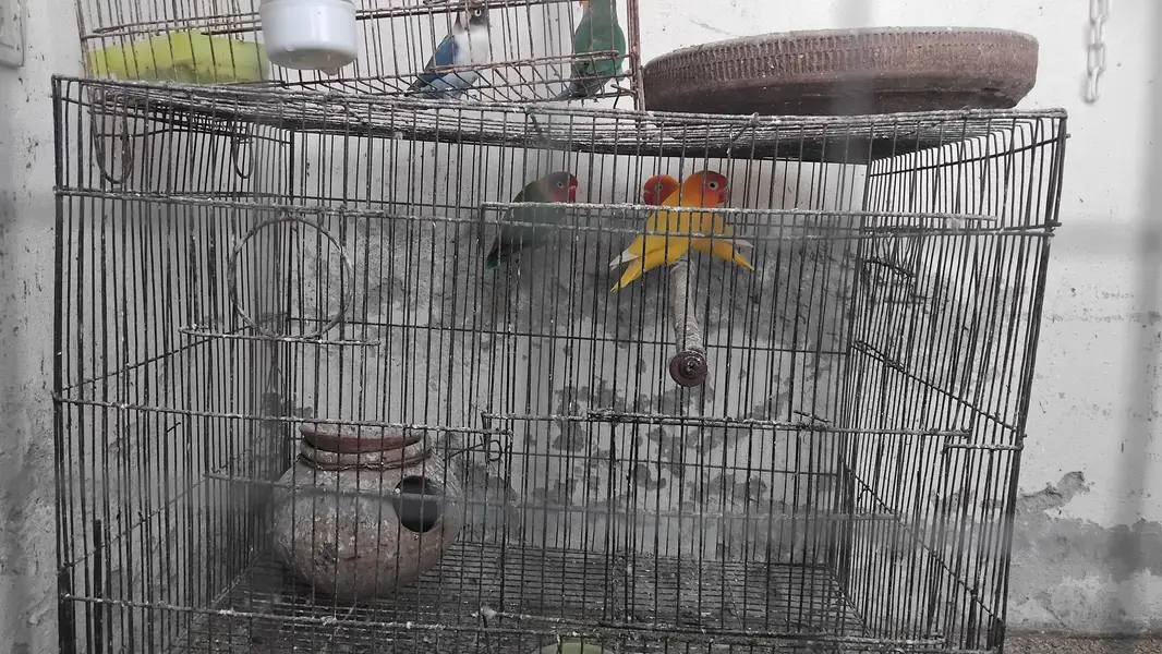 2 pairs and 1 single female — photo 3