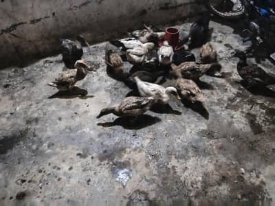 adult  egg laying ducks