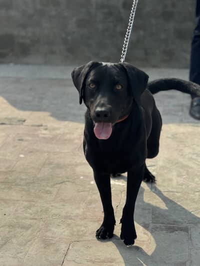 Labrador Available for Mating