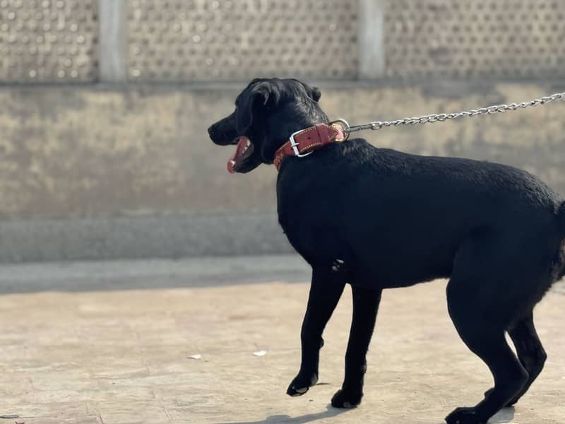 Labrador Available for Mating 1