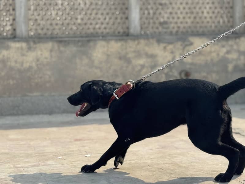 Labrador Available for Mating 2