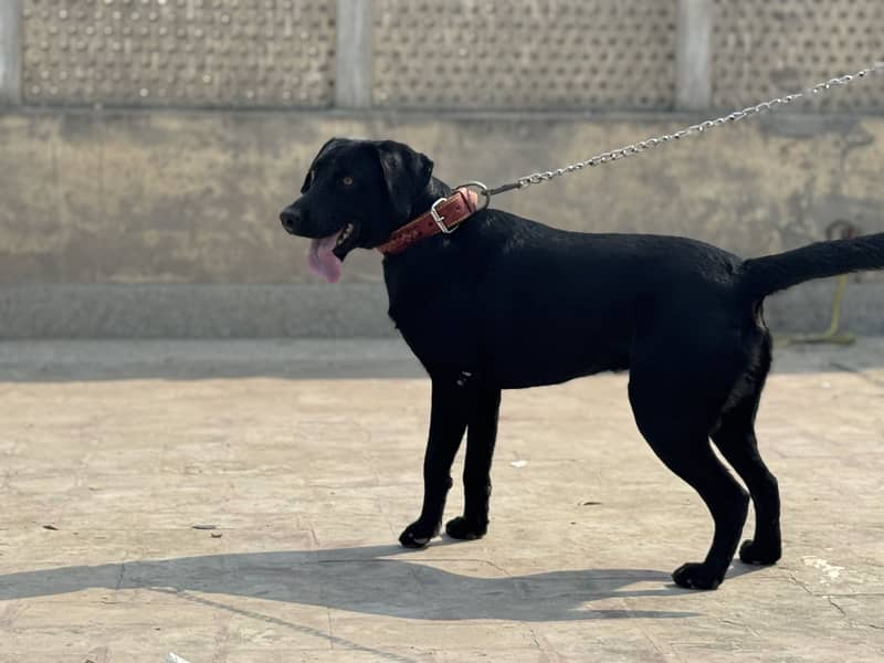 Labrador Available for Mating 3