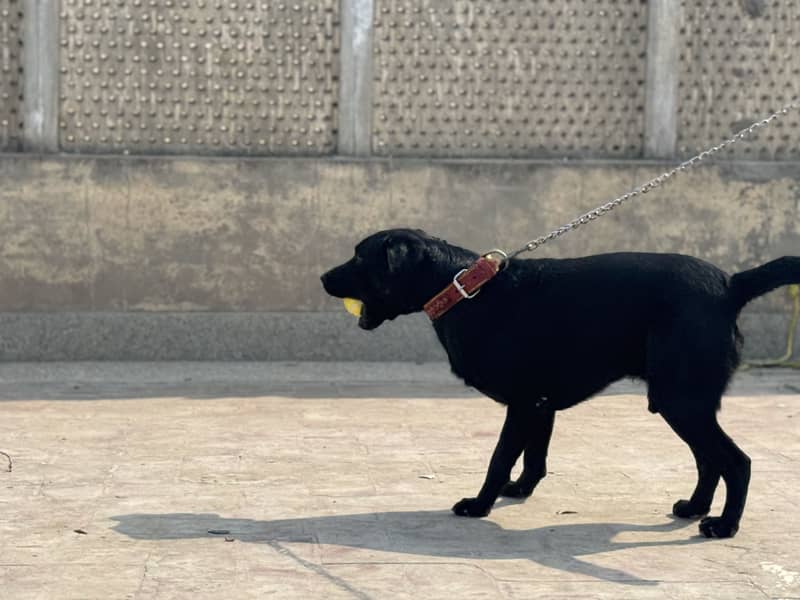 Labrador Available for Mating 4