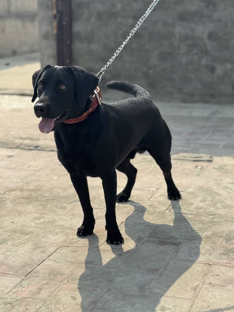 Labrador Available for Mating 5