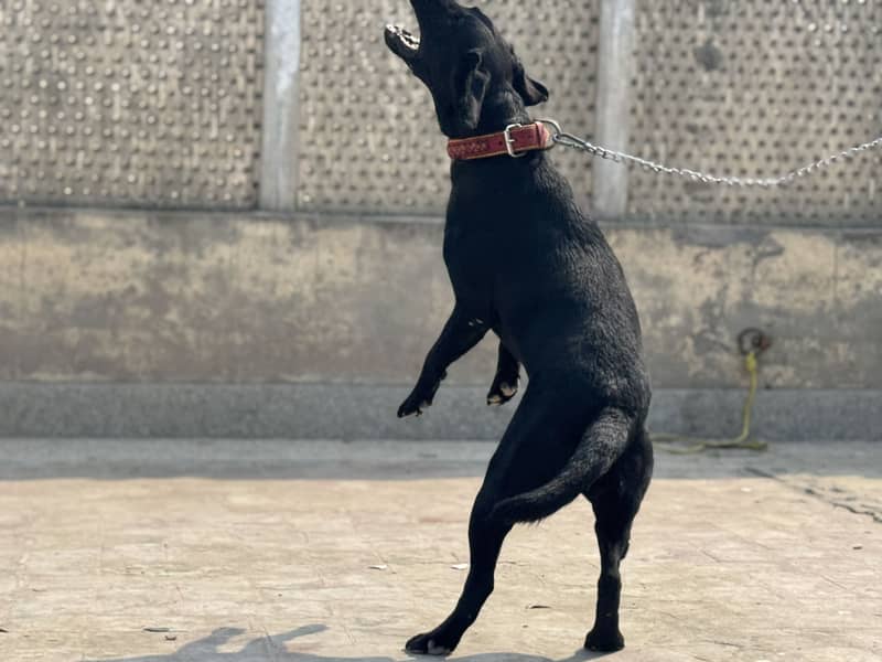 Labrador Available for Mating 6