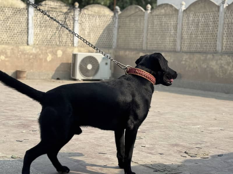 Labrador Available for Mating 7
