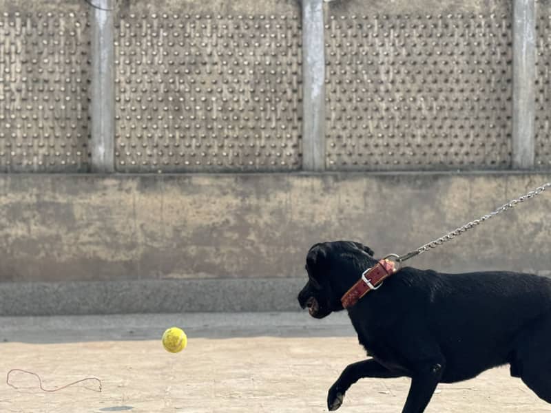 Labrador Available for Mating 8