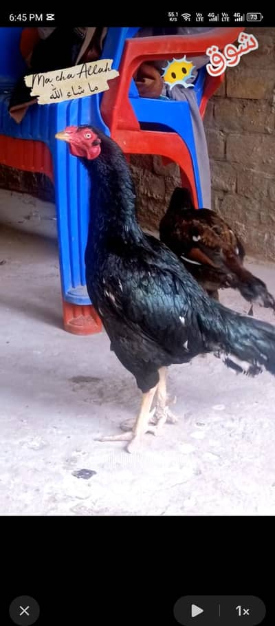 sale murga for sale