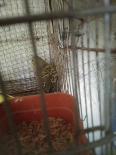 Australian budgies baby parrots for sale 3 bacha ha