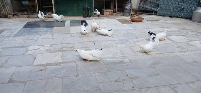 Pieagon for sale 5k per pair