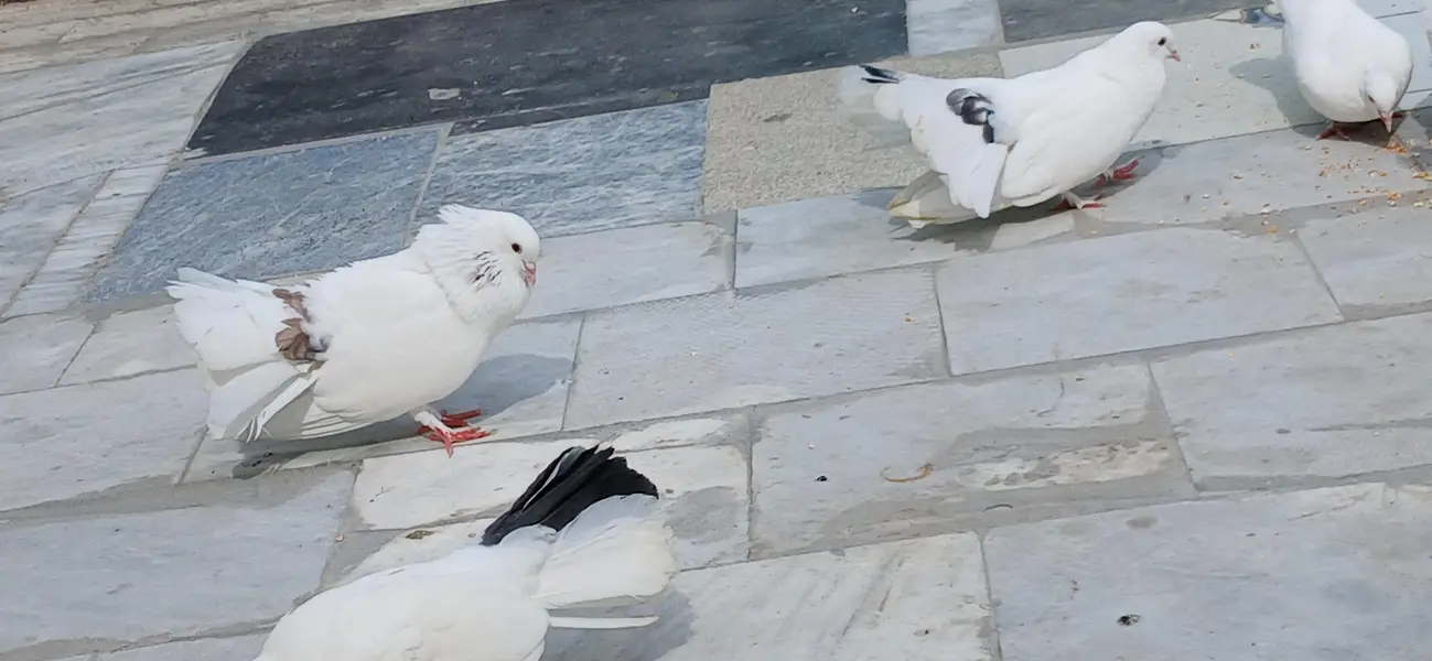 Pieagon for sale 5k per pair — photo 2