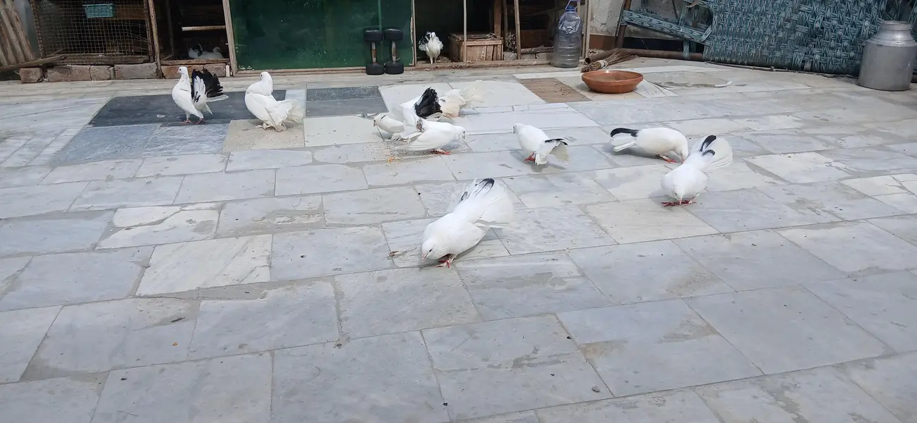 Pieagon for sale 5k per pair — photo 3