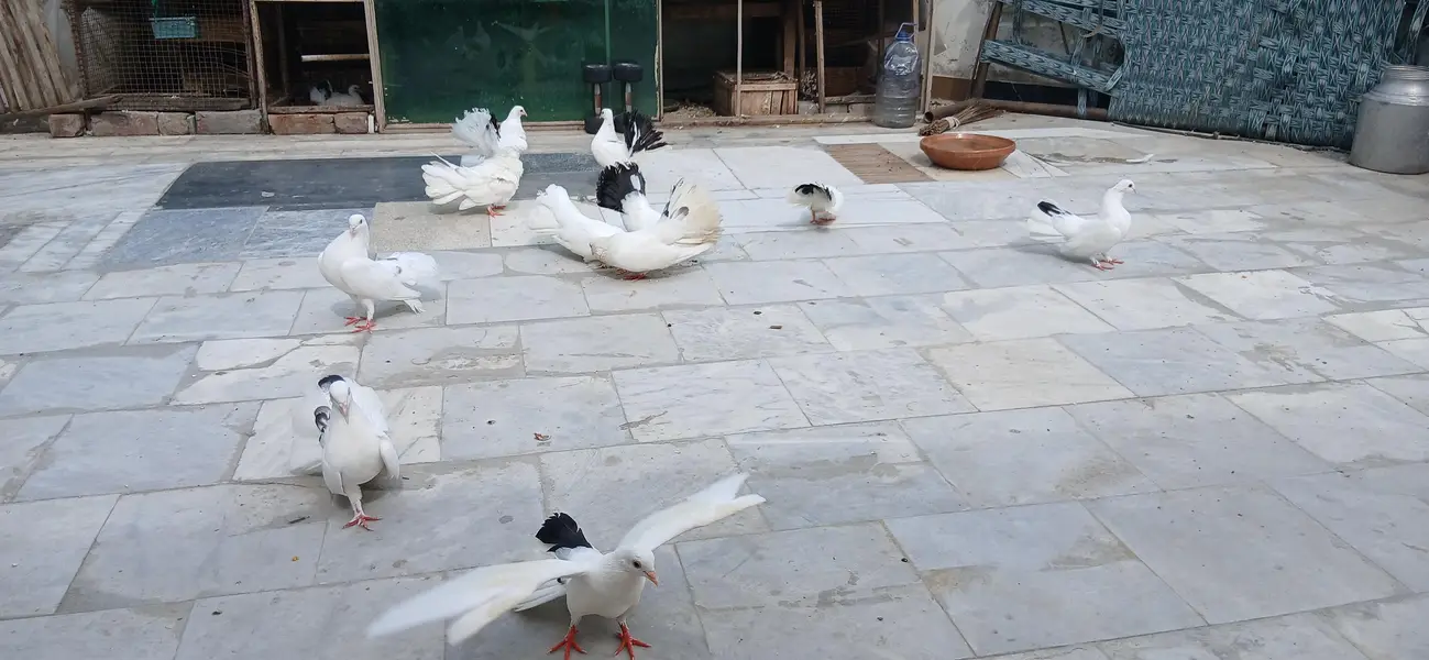 Pieagon for sale 5k per pair — photo 4